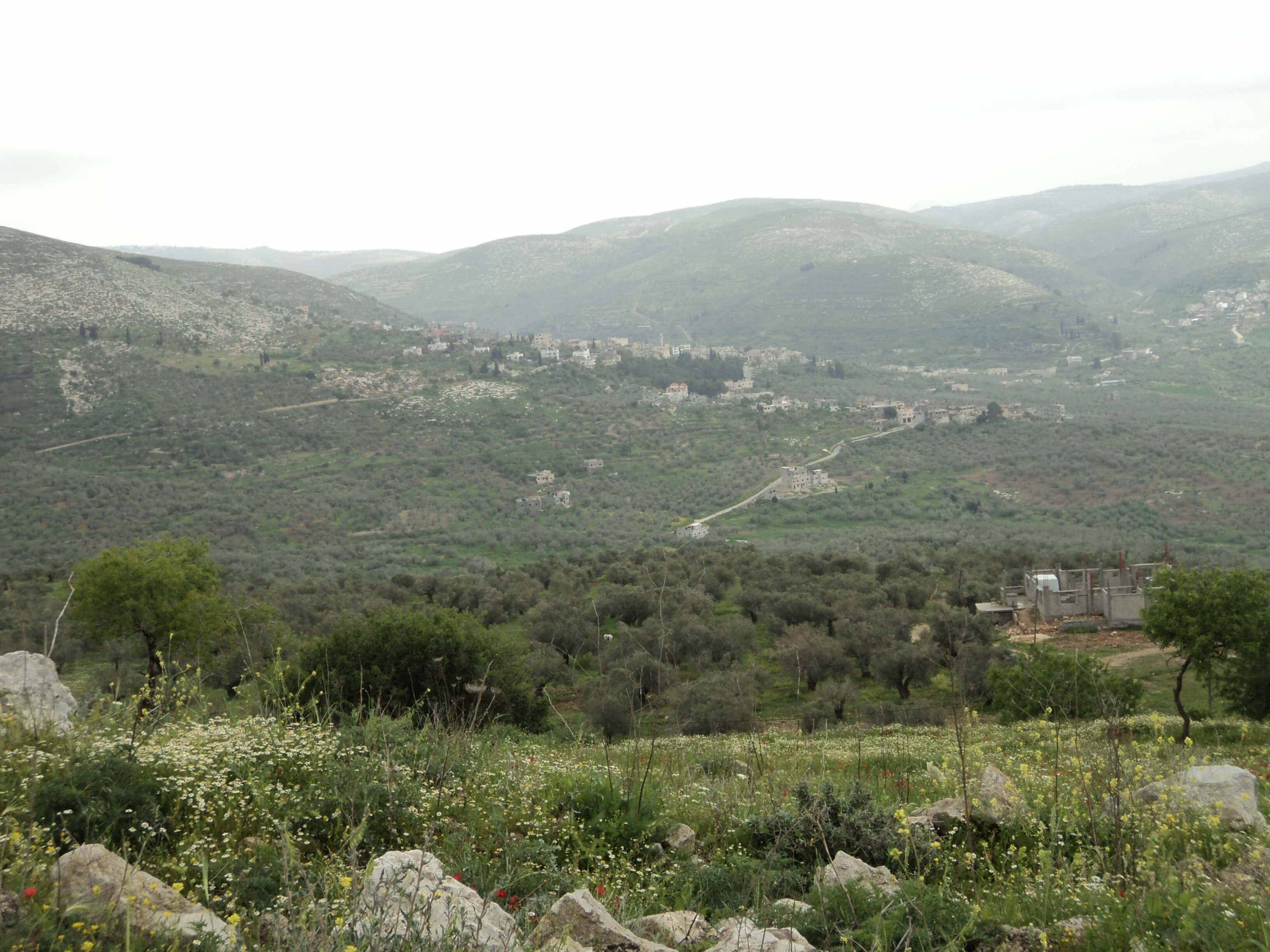 The beautiful hills of Palestine. By: Randa Abdel-Fattah.